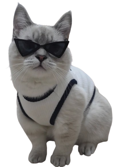 고양이